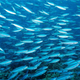 Illustration for article titled Water-quality testing with artificial fish